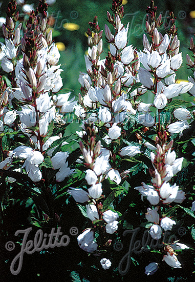 CAMPANULA latifolia var. macrantha  'Alba' Seeds