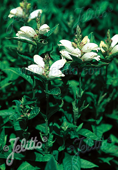 CHELONE obliqua var. alba   Korn