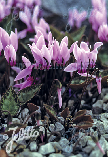 CYCLAMEN graecum   Korn