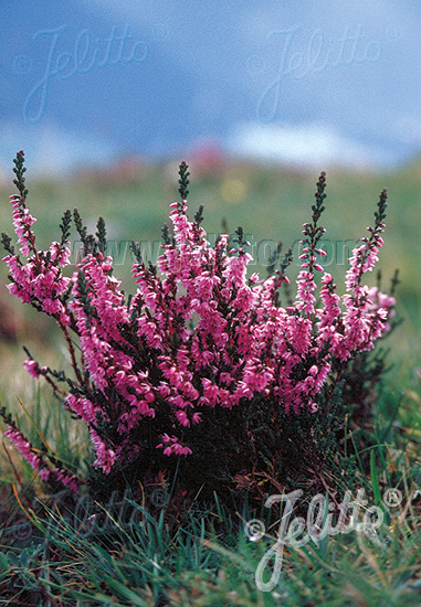 CALLUNA vulgaris   Portion(en)