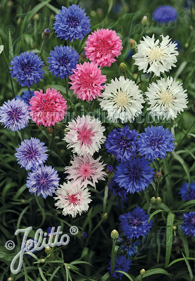 CENTAUREA cyanus  'Double Mixture' Portion(s)