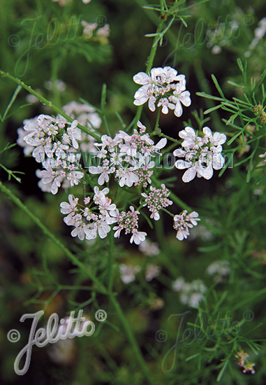 CORIANDRUM sativum  'Typ Slow Bolt' Portion(en)