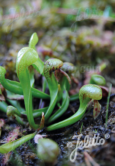 DARLINGTONIA californica   Portion(s)