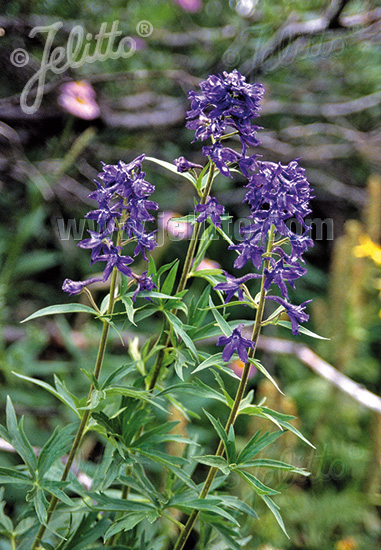 DELPHINIUM barbeyi   Portion(en)