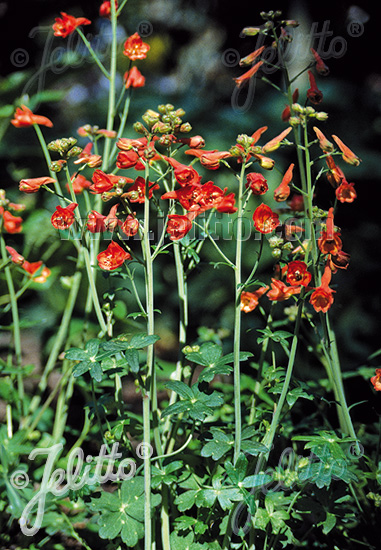 DELPHINIUM nudicaule  'Laurin' Portion(s)