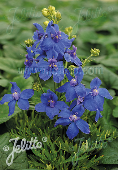 DELPHINIUM grandiflorum Summer-Serie 'Summer Nights' Portion(en)