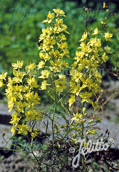 DELPHINIUM semibarbatum   Portion(en)