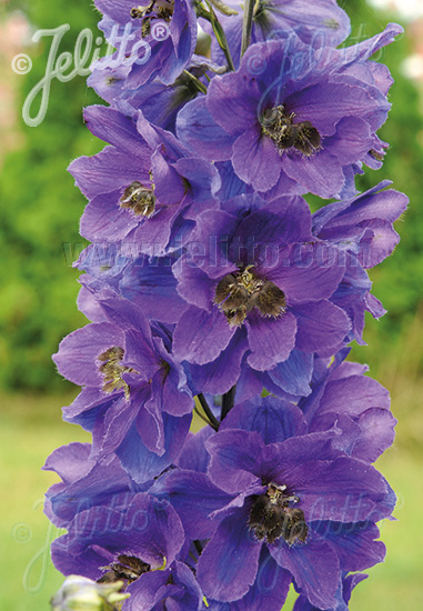 DELPHINIUM Pacific-Hybr. Pacific-Premium-Series 'Black Knight Premium' Portion(s)