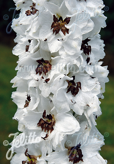 DELPHINIUM Pacific-Hybr. Pacific-Premium-Serie 'Percival Premium' Portion(en)