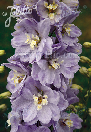 DELPHINIUM Pacific-Hybr. Pacific-Premium-Serie 'Guinevere Premium' Portion(en)