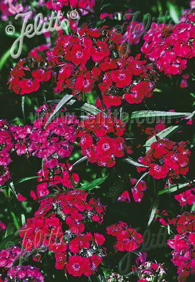 DIANTHUS barbatus  'Oeschberg' Portion(en)