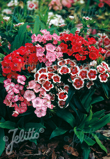 DIANTHUS barbatus nanus  'Midget' Portion(s)