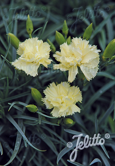 DIANTHUS caryophyllus fl. pl. Grenadin-Series 'Grenadin Yellow' Portion(s)