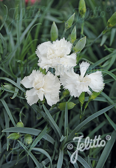 DIANTHUS caryophyllus fl. pl. Grenadin-Series 'Grenadin White' Portion(s)