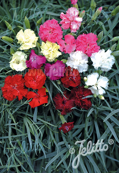 DIANTHUS caryophyllus  'Wiener Mischung' Portion(en)