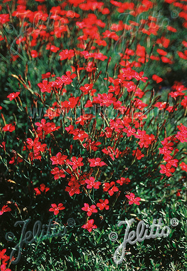 DIANTHUS deltoides  'Brilliant' Portion(en)