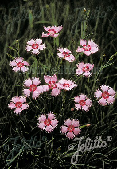 DIANTHUS gratianopolitanus  'Rosafeder' Portion(s)