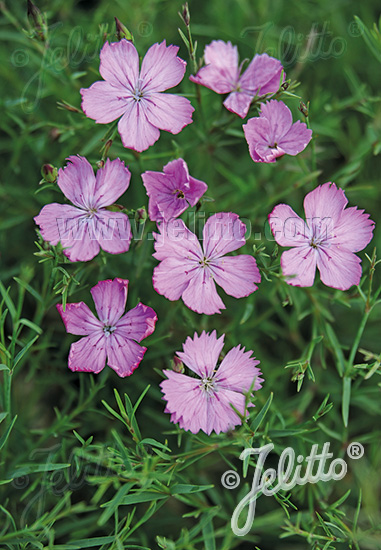 DIANTHUS nardiformis   Portion(s)