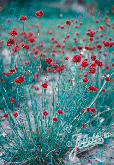 DIANTHUS pinifolius   Portion(s)