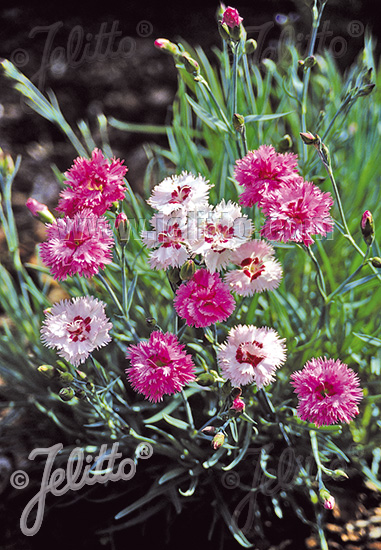 DIANTHUS plumarius fl. pl.  'Frühlingswonne' Portion(en)