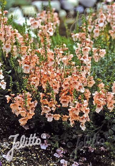 DIASCIA barbarae  'Pink Queen' Portion(en)