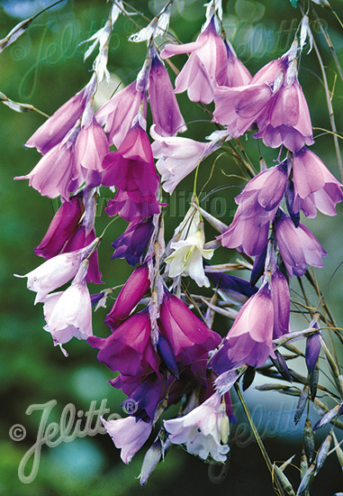 DIERAMA pulcherrimum  'Slieve Donard Hybr.' Portion(en)