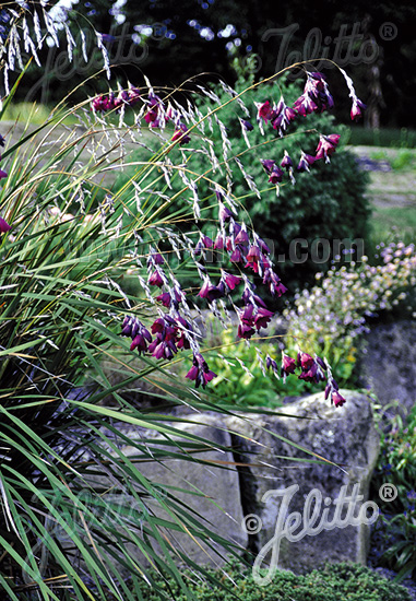 DIERAMA pulcherrimum  'Dark Cerise' Portion(en)