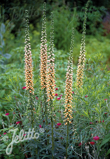 DIGITALIS ferruginea  'Gigantea' Portion(en)