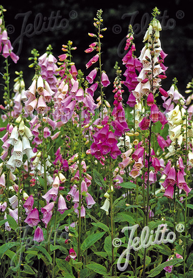 DIGITALIS purpurea  'Excelsior' Portion(en)