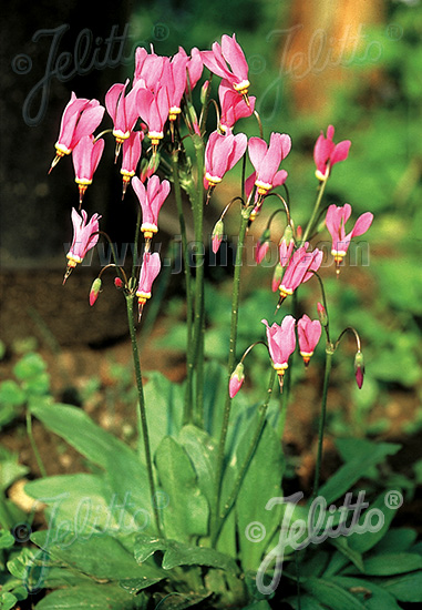 DODECATHEON meadia   Portion(en)
