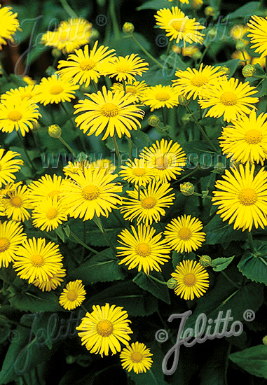 DORONICUM orientale  'Magnificum' Portion(en)