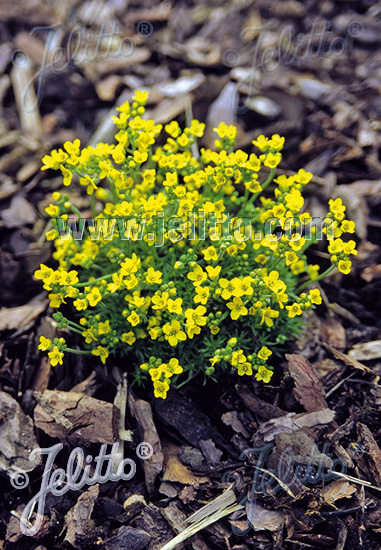 DRABA bruniifolia ssp. olympica   Portion(s)