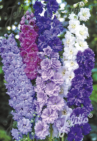 DELPHINIUM Elatum F1-Hybr. New Millennium Series 'Double Stars' Portion(s)