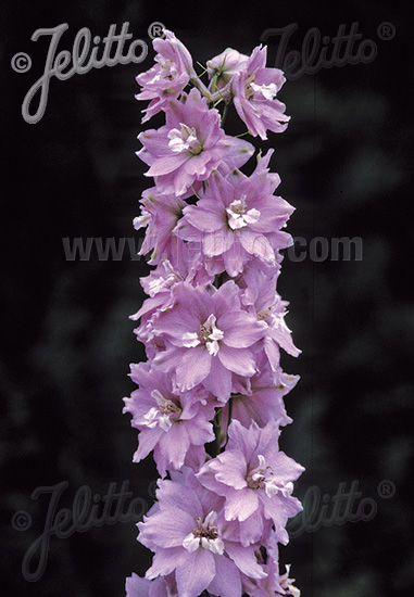 DELPHINIUM Pacific-Hybr. Magic Fountains-Series 'Magic Fountains Cherry blossom', white bee Portion(s)