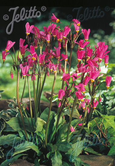 DODECATHEON tetrandrum  'Rotlicht' Seeds