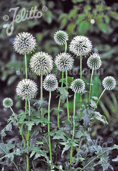 ECHINOPS bannaticus  'Star Frost' Portion(en)