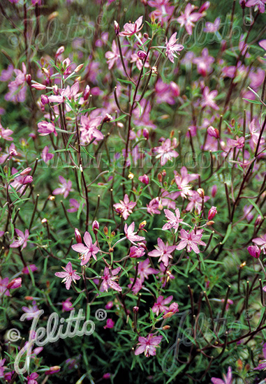 EPILOBIUM dodonaei   Portion(s)