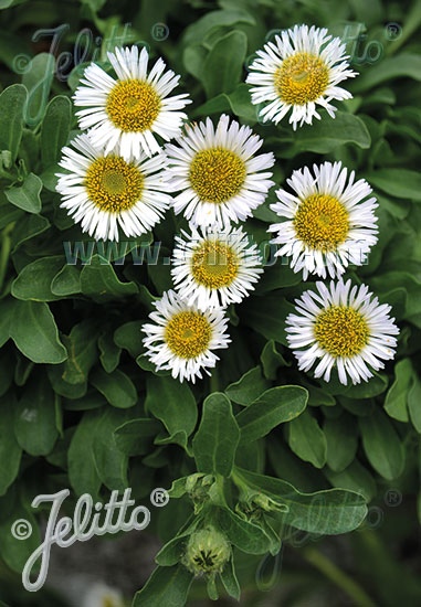 ERIGERON glaucus  'Beachboy White' Portion(s)