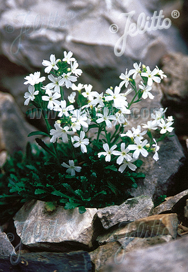 ERINUS alpinus var. albus   Portion(en)