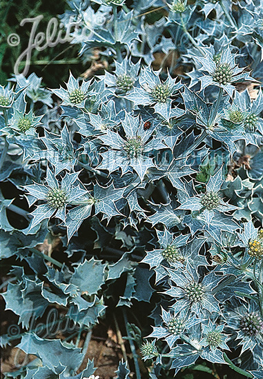 ERYNGIUM maritimum   Portion(en)