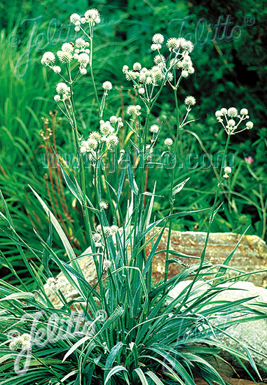 ERYNGIUM yuccifolium   Portion(s)