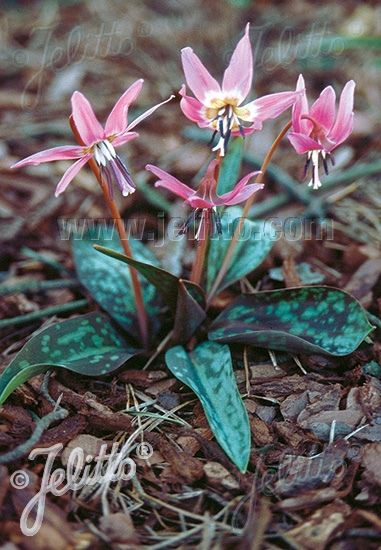 ERYTHRONIUM dens-canis   Portion(en)