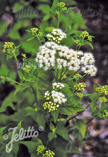 EUPATORIUM aromaticum   Portion(en)