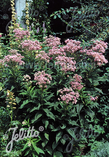 EUPATORIUM purpureum   Korn