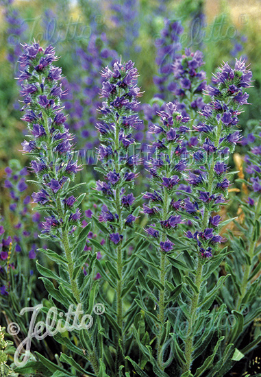 ECHIUM vulgare   Portion(en)