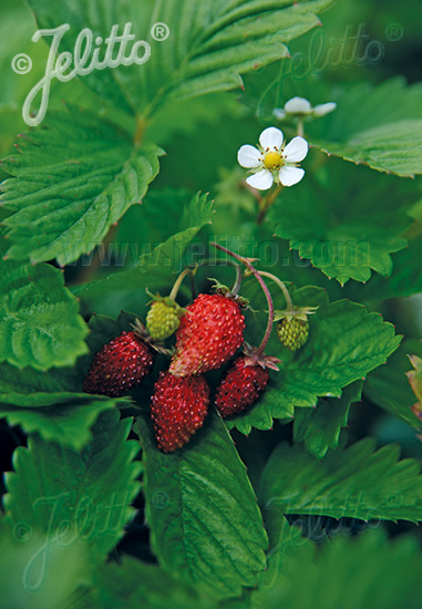 FRAGARIA vesca var. semperflorens  'Alexandria' Portion(en)