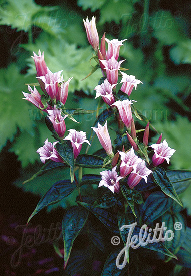 GENTIANA asclepiadea  'Pink Swallow' Portion(en)