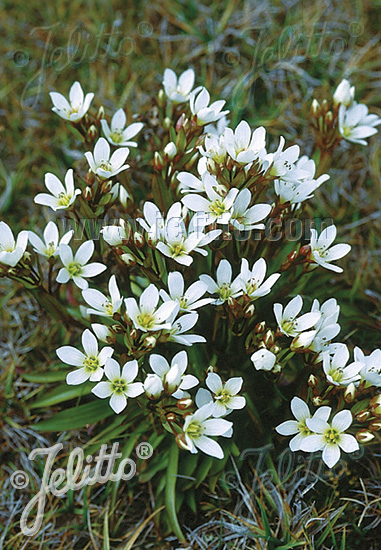 GENTIANA divisa   Portion(en)