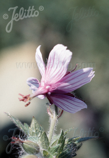 GERANIUM aristatum   Portion(s)