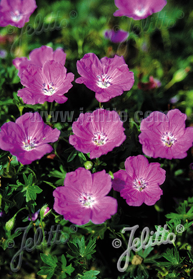 GERANIUM sanguineum f. nanum   Portion(en)